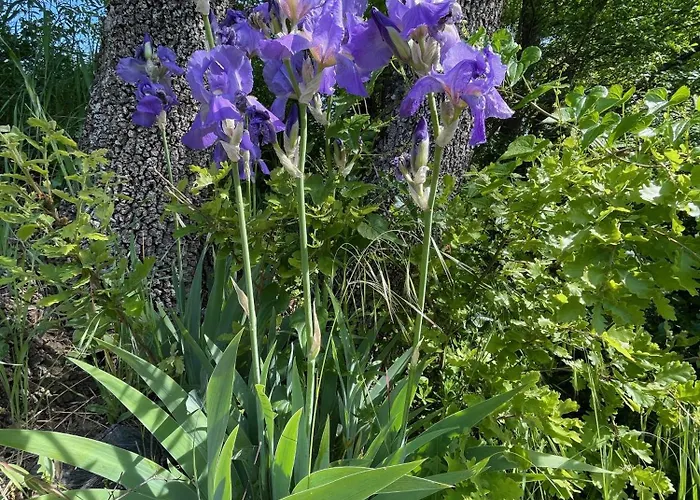 Pigeonnier Des Banons Hébergement de vacances *