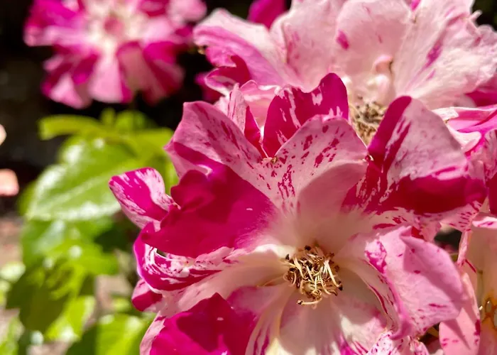 Pigeonnier Des Banons