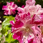 Pigeonnier Des Banons