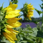 Pigeonnier Des Banons Puimoisson